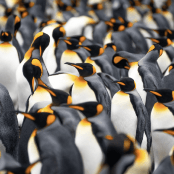 Daily Dive # 065 | Incredible Wildlife of the Falkland Islands